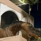 حصان ورق للبيع