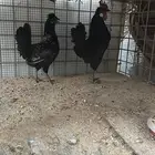 دجاج كوبرا