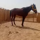 للبيع حصان صحته طيبه والحد 900 يركبه الصغير والكبير