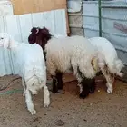 طليان للبيع