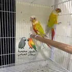 جوز كنيور صن شيك رد فاكتور منتج