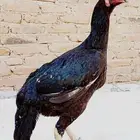 ديك فرخ سندي تب