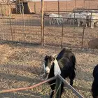 عنز مضرع شهرين ونص حولها فحص سونار