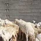 غنم ضان حريات العدد105 يوجد تفريد