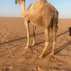 البيع لقحه حمراء كفو ملاقي ولقحه على ولد الحاكم منتج