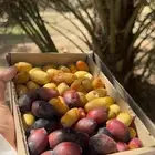 رطب اخلاص وخنيزي وغر من مزرعتنا بالاحساء