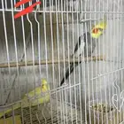زوج كروان