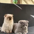 للبيع قطة سكوتش قولد وهميلايا