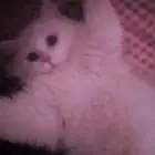 قطه للبيع مع اغراضها