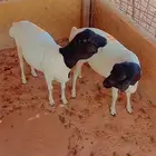 ذبايح ابو سعود براذر فل الفل شحم ولحم