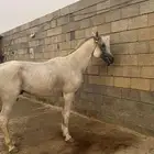 حصان للبيع