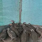 قهابا شنير العمر 8 شهور