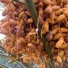صيف مزرعة