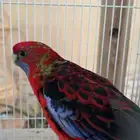 طير بغبغاء للبيع