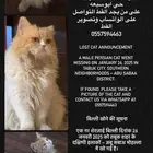 قط مفقود