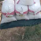 تمر علف نظيف
