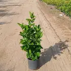 شتلات أشجار  نخيل بجودة عالية وأسعار مناسبة