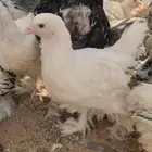 عرض خاص على البراهما الكبير