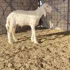 طلي حري صنف