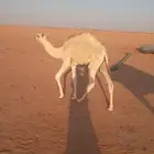 حاشي للبيع