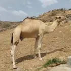 بعير
