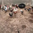 أدياكه العدد تغريبا 40 الي يبي ياكل او يربي