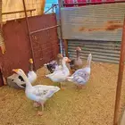 وز للبيع النواريه