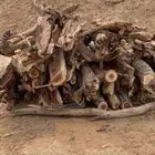 ابل للبيع شهب