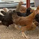 دجاج امريكي وإنتاجه