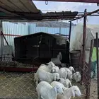 غنم للبيع