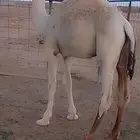 قعود طيب وللبيع