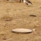 وز للبيع عدد 8