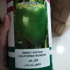 شتلات فلفل رومي نوع 429