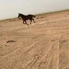 خيل شعبي