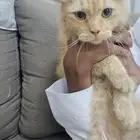 قط مفقود الخبراء