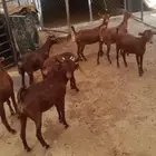 معزاء حص جذعات ..أبها -بللسمر