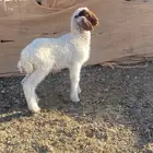 داغور للبيع