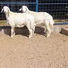 ذبايح اقساط من تابي وتمارا سواكن وحريات