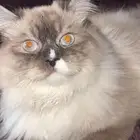 قط ذكر للتبني