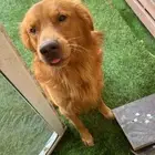 كلب للبيع عمره سنه ومتطعم