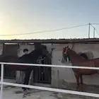 خيل شعبي مدرسه