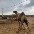 جمل للبيع