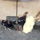 ديكين باكستاني للبيع