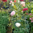 شتلات ورد عطريات