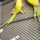 جوز دره لاتينو