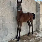 مهرة واهو بأوراقها للبيع