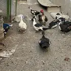 بط بلدي