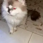 للبيع قطط