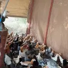 دجاج