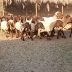غنم نعيم طيبة
